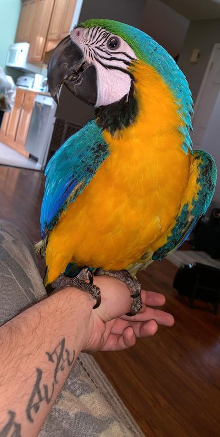 Photo M9(0) Blue and Gold Male Macaw Bird