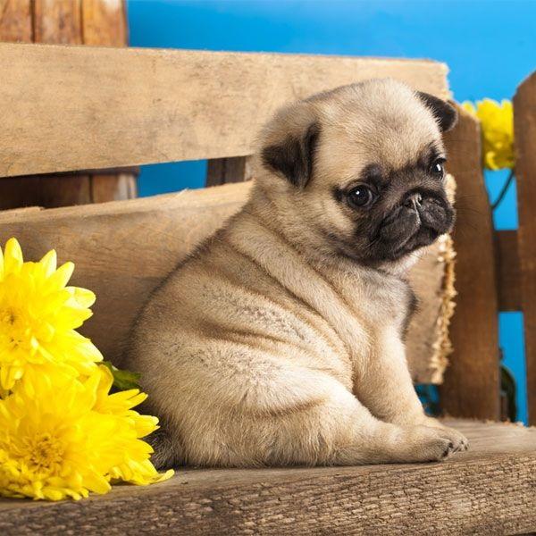 Photo Pug puppies for sale near me