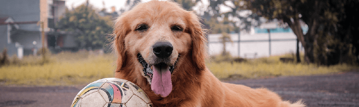 Photo How To Prepare Your Dog For Boarding At El Paso Texas?