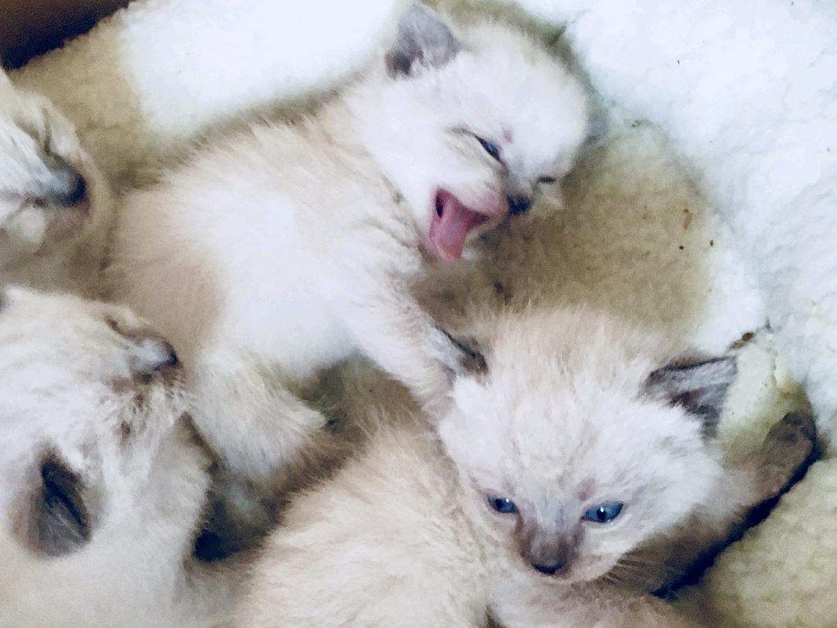 Photo Siamese Himalayan kittens NJ